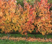 Liquidambar styraciflua 'Worpleston'
