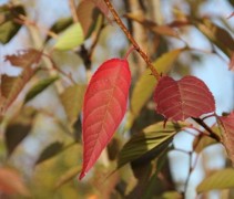 Prunus Sunset Boulevard