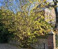 Corylus avellana - Gewone hazelaar - herfstgeel