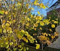 Corylus avellana - Gewone hazelaar - 1