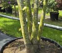 Tilia x europaea 'Pallida' - Koningslinde - 4