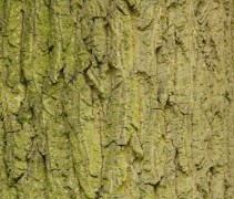 stam Quercus cerris