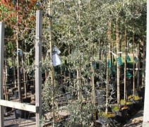 Wilgbladige peer, treurbomen in container op kwekerij
