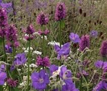 Bloemenweide
