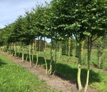 carpinus betulus, haagbeuk
