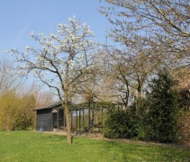 Prunus domestica Opal