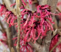 Hamamelis intermedia 'Feuerzauber' - Toverhazelaar 'Feuerzauber' - 1
