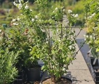 Philadelphus 'Snowbelle' - Boerenjasmijn 'Snowbelle' - 2