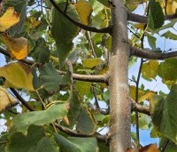 Tilia cordata - Winterlinde - 1
