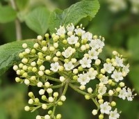 Viburnum lantana - Wollige sneeuwbal - 3