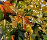 Liquidambar styraciflua 'Stared'  - Amberboom 'Stared' - 1