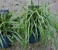 Carex oshimensis 'Evergreen' - Japanse zegge 'Evergreen' - 1