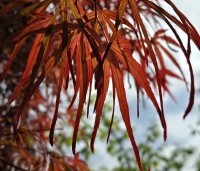 Acer palmatum 'Atrolineare' - Japanse esdoorn 'Atrolineare' - 2