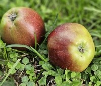 Malus dom. 'Summerred' - Malus dom. 'Summerred' - 1