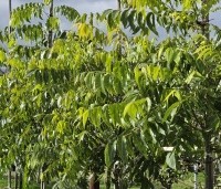 Carya illinoinensis 'Choctaw' - Pecan boom - 2