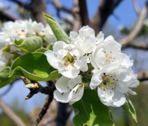 Pyrus communis 'Kruidenierspeer'