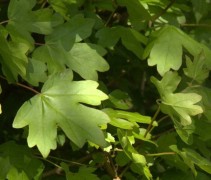 Veldesdoorn met vers groen blad