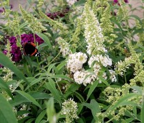 Vlinderstruik 'White profusion' kan goed gecombineert worden met een paarse vlinderstruik.