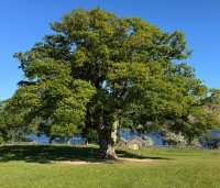 Quercus robur - Zomereik - mei 2025 Lake District GB
