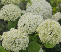 Hydrangea arborescens 'Annabelle'  - Amerikaanse Hortensia 'Annabelle' - 1