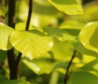 Fagus sylvatica 'Dawyck Gold' - Zuilbeuk - 1