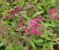 Spiraea japonica 'Anthony Waterer' - Spierstruik 'Anthony Waterer' - 4
