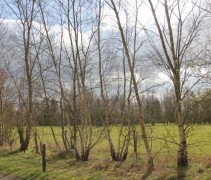 Betula Pendula