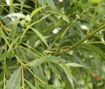 blad Salix alba