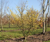 Hamamelis Arnold's Promise