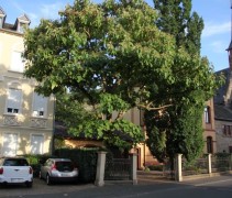 Paulownia tomentosa