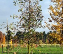 Alnus Glutinosa