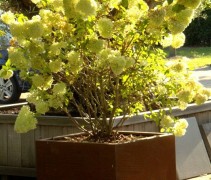 Hydrangea paniculata 'Limelight' solitair in bak
