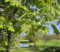 Aesculus hippocastanum 'Baumannii' - Dubbelbloemige paardenkastanje - 1