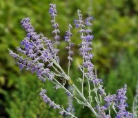Perovskia atriplicifolia 'Little Spire' - Reuzenlavendel 'Little Spire' - 1