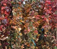 Amelanchier lamarckii - Krentenboompje - takken bij elkaar gebonden van de meerstammige krent 200-250 cm