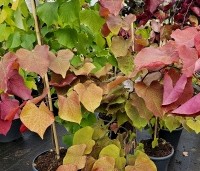 Cercis canadensis 'Eternal Flame' - Amerikaanse Judasboom 'Eternal Flame' - 5