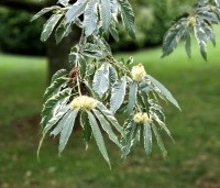 Castanea sativa 'Variegata' - Tamme Kastanje 'Variegata' - 6