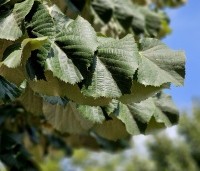 Tilia tomentosa 'Brabant' - Zilverlinde 'Brabant' - 1