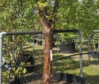 Acer griseum - Papieresdoorn - 2