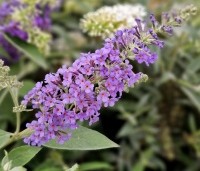 Buddleja davidii 'Lochinch' - Vlinderstruik 'Lochinch' - kleurschakeringen