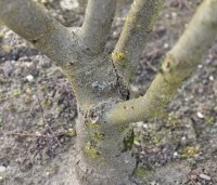 Aesculus x carnea 'Briotii'  - Rode Paardenkastanje - 2