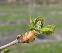 Aesculus x carnea 'Briotii'  - Rode Paardenkastanje - eind maart