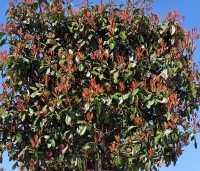 Photinia fraseri 'Red Robin'  - Glansmispel - 2