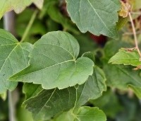 Parthenocissus tricuspidata 'Veitchii' - Wilde Wingerd Quickhedge - 1
