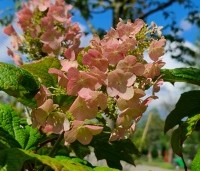Hydrangea Quercifolia 'Ruby Slippers' - Roze bloeiende eikenblad hortensia - zomerbloei