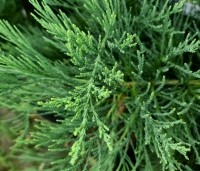 Sequoiadendron giganteum 'Healthy Mammoth One' - Mammoetboom 'Healthy Mammoth One'  - 1