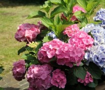Hortensia Forever & Ever Pink struiken leveren wij in verschillende maten