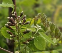Gymnocladus dioica - Doodsbeenderenboom - bloeit in mei
