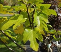 Ficus carica - Vijg - 1