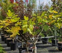 Ficus carica - Vijg - 2